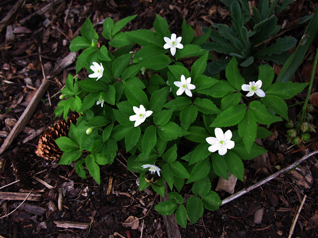 Wood anemone and relatives Forum topic North American